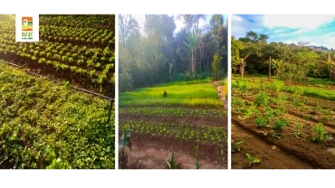 Horta Orgânica Semeando Futuro | Jardim Ângela | RP-UPSR-0082